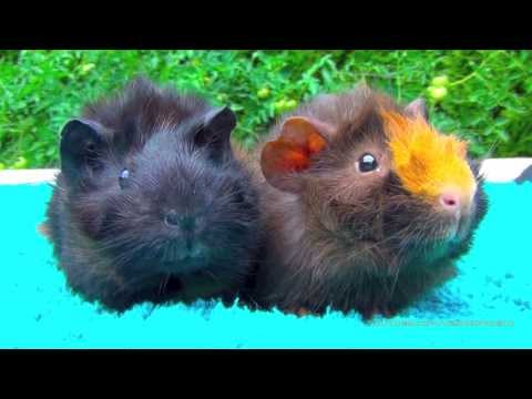 Коко и Моко - маленькие морские свинки - прикольные домашние животные для детей