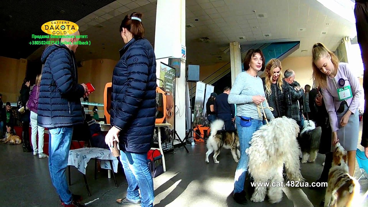 1 выставка собак, Харьков, Радмир Экспохолл, 04112018, КАНИС