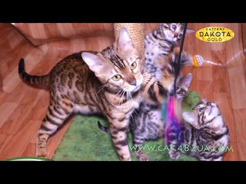 Будни питомника бенгальской коки Dakota Gold - котята играют с мамочкой