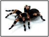 tarantull