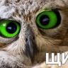 сова.jpg