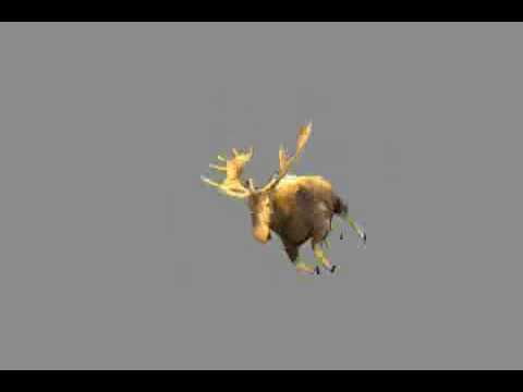 Moose animation