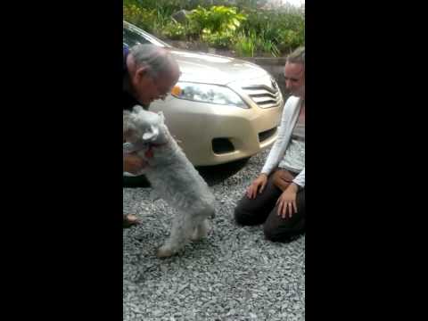 Собака едва не упала в обморок от счастья, увидев свою хозяйку через 2 года разлуки