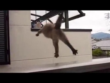 Котэ улетел не порощавшись