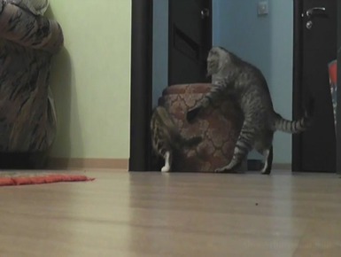 Кот двигает мебель