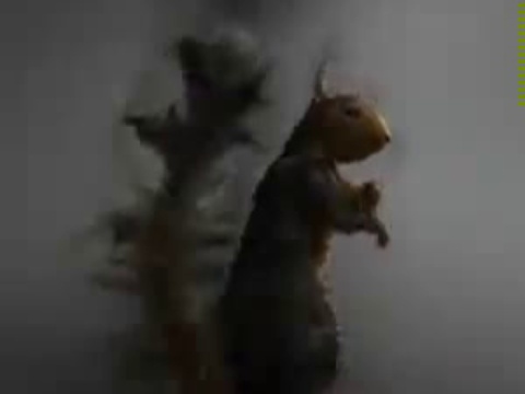 Адская белка.