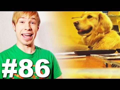 Собака-блюзяка  [the Blues Dog]