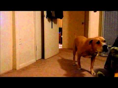 Собака - замедляка!