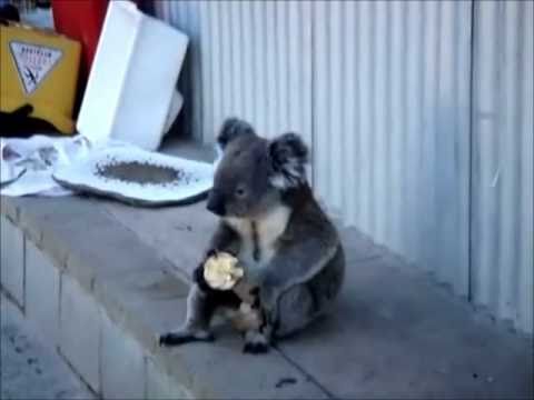 Грустная коала и яблоко.... пичалька