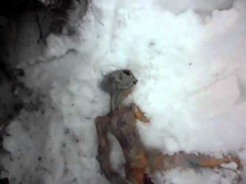 НЛО  в Бурятии ?